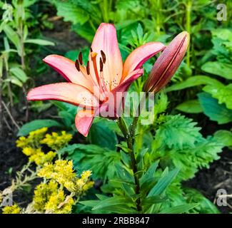 Lys hybrides asiatiques ou Lilium hybridum dans le jardin. Le lys orange bulbeux fleurit en juillet. Banque D'Images