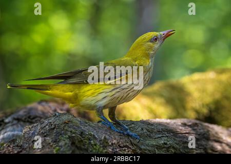 Oriole dorée eurasienne (Oriolus oriolus) buvant dans un point d'eau dans la forêt, parc national de Kiskunsag, Hongrie Banque D'Images