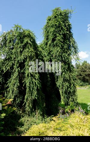 Picea abies Inversa dans le jardin Banque D'Images