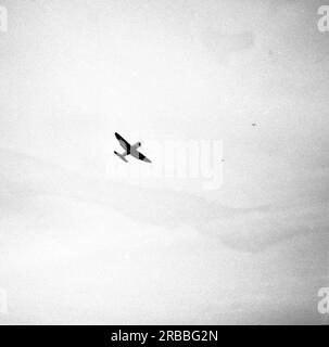 P-47D Thunderbolt Razorback - USAAF United States Army Air Force ...