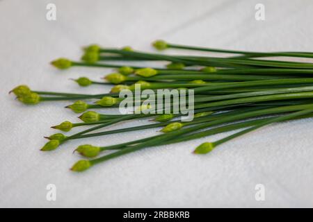 Bourgeon floral de ciboulette d'ail (Allium tuberosum) également connu sous le nom de ciboulette asiatique, ail oriental, ciboulette chinoise ou poireau chinois, closeup nirá Banque D'Images