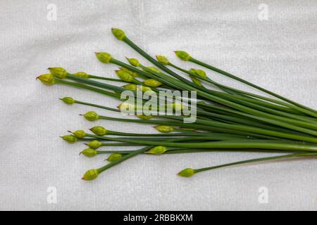 Bourgeon floral de ciboulette d'ail (Allium tuberosum) également connu sous le nom de ciboulette asiatique, ail oriental, ciboulette chinoise ou poireau chinois, closeup nirá Banque D'Images