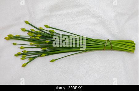 Bourgeon floral de ciboulette d'ail (Allium tuberosum) également connu sous le nom de ciboulette asiatique, ail oriental, ciboulette chinoise ou poireau chinois, closeup nirá Banque D'Images