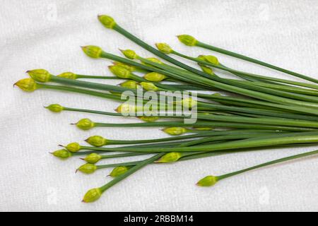 Bourgeon floral de ciboulette d'ail (Allium tuberosum) également connu sous le nom de ciboulette asiatique, ail oriental, ciboulette chinoise ou poireau chinois, closeup nirá Banque D'Images