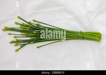 Bourgeon floral de ciboulette d'ail (Allium tuberosum) également connu sous le nom de ciboulette asiatique, ail oriental, ciboulette chinoise ou poireau chinois, closeup nirá Banque D'Images