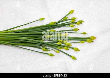 Bourgeon floral de ciboulette d'ail (Allium tuberosum) également connu sous le nom de ciboulette asiatique, ail oriental, ciboulette chinoise ou poireau chinois, closeup nirá Banque D'Images