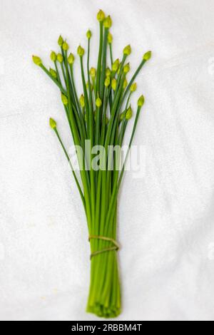 Bourgeon floral de ciboulette d'ail (Allium tuberosum) également connu sous le nom de ciboulette asiatique, ail oriental, ciboulette chinoise ou poireau chinois, closeup nirá Banque D'Images