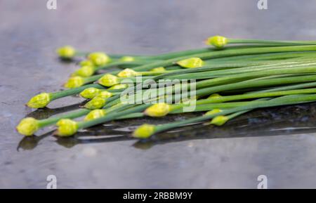 Bourgeon floral de ciboulette d'ail (Allium tuberosum) également connu sous le nom de ciboulette asiatique, ail oriental, ciboulette chinoise ou poireau chinois, closeup nirá Banque D'Images