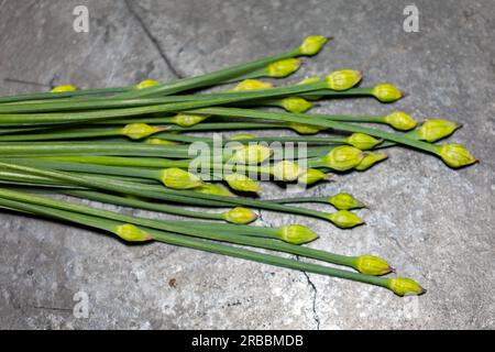 Bourgeon floral de ciboulette d'ail (Allium tuberosum) également connu sous le nom de ciboulette asiatique, ail oriental, ciboulette chinoise ou poireau chinois, closeup nirá Banque D'Images