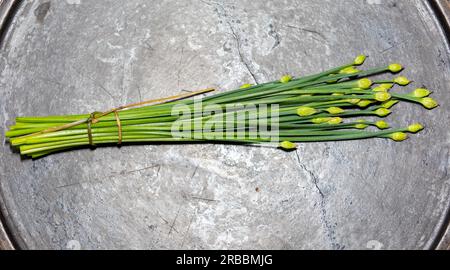 Bourgeon floral de ciboulette d'ail (Allium tuberosum) également connu sous le nom de ciboulette asiatique, ail oriental, ciboulette chinoise ou poireau chinois, closeup nirá Banque D'Images