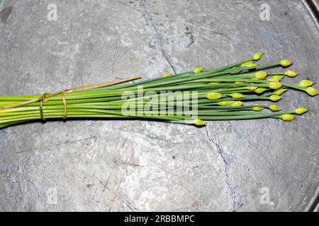 Bourgeon floral de ciboulette d'ail (Allium tuberosum) également connu sous le nom de ciboulette asiatique, ail oriental, ciboulette chinoise ou poireau chinois, closeup nirá Banque D'Images