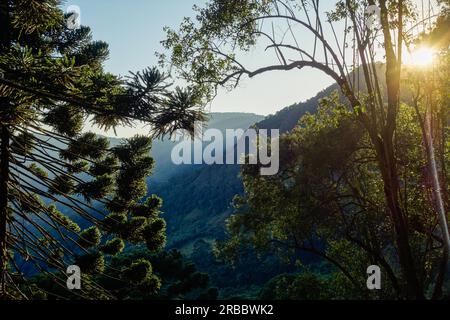 Couronnes d'arbres d'Araucaria, alias Araucaria angustifolia, dans la forêt du sud du Brésil. Banque D'Images