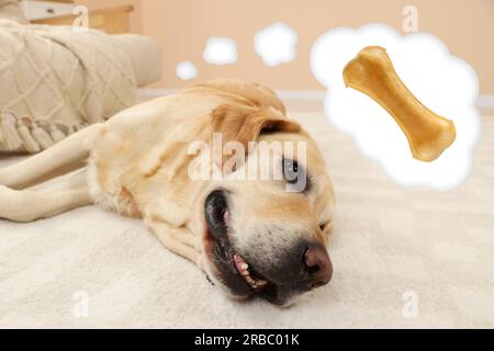 Mignon Golden Labrador Retriever couché sur le sol et rêvant de friandise. Nuage de pensée avec os à mâcher Banque D'Images