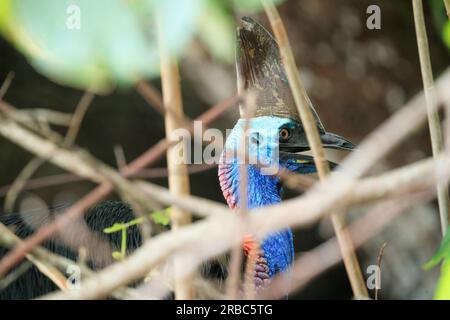 Femelle cassowary du Sud (Casuarius casuarius) sur la plage d'Etty Bay, Queensland, Australie Banque D'Images