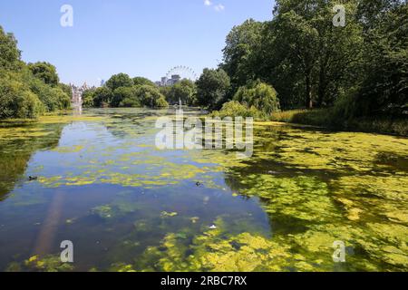 Londres, Royaume-Uni. 7 juillet 2023. Cette photo prise le 7 juillet 2023 montre des algues vertes sur un lac de St James's Park, Londres, Grande-Bretagne. Crédit : Li Ying/Xinhua/Alamy Live News Banque D'Images