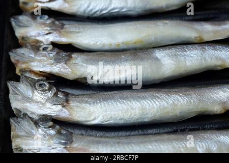 Poisson capelan cru frais sur fond noir Banque D'Images