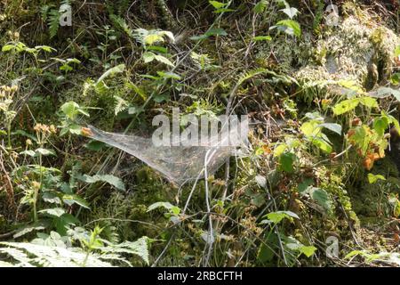 Gros plan d'une toile d'araignée trouvée dans les bois du parc Lighthouse à West Vancouver, Colombie-Britannique, Canada Banque D'Images