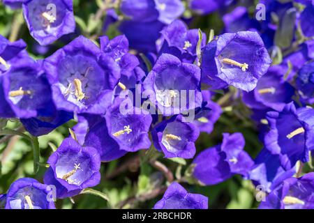 Beau fond de printemps avec Canterbury bellflower. Canterbury cloches fleurs bleu violet avec étamines jaunes. Banque D'Images