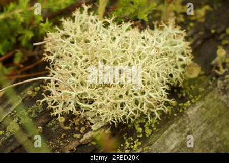 Gros plan naturel sur un lichen de renne ou le lichen de coupe de crème, Cladonia portentosa Banque D'Images