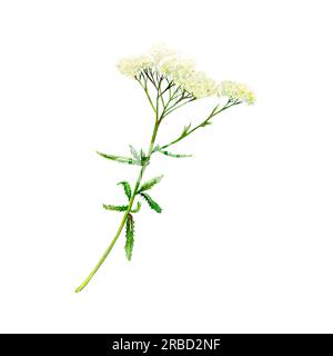 Champ tendre blanc yflèche dessinée à la main. Illustration florale aquarelle de fleur délicate de milfoil isolée sur fond blanc. Fleurs sauvages des prairies Banque D'Images