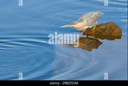 Le héron strié (Butorides striata), également connu sous le nom de héron de mangrove, est un petit oiseau d'eau squat avec de courtes pattes, que l'on peut trouver en Australie. Banque D'Images