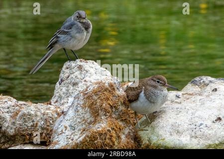 Le sablier commun (Actitis hypoleucos) et la queue de cheval blanche (Motacilla alba) sur pierre au début de la rivière Pedja. Banque D'Images