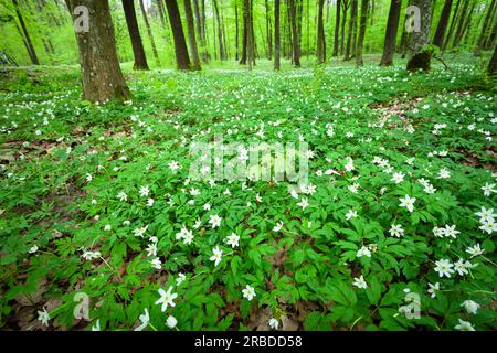 Prairie verte de forêt avec des fleurs blanches d'anémone, jour de printemps, Pologne orientale Banque D'Images