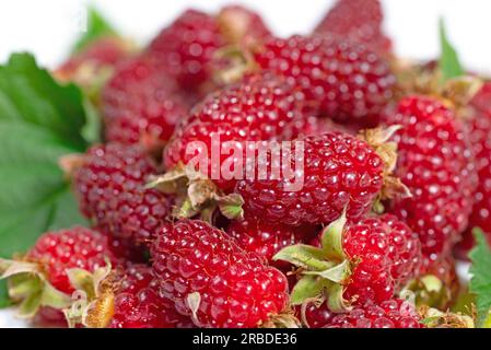 Récolté Tayberries dans un gros plan Banque D'Images