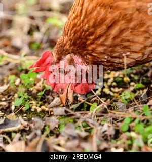 Bonne alimentation en liberté ISA Brown Hen Banque D'Images