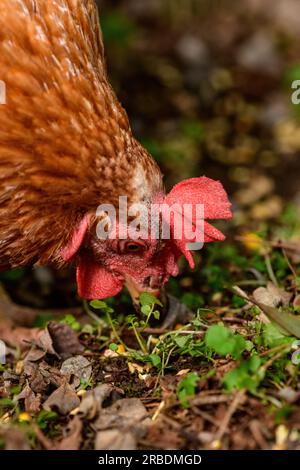 Bonne alimentation en liberté ISA Brown Hen Banque D'Images
