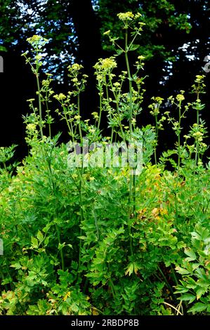 La livèche (Levisticum officinale) est une herbe vivace comestible originaire d'Europe et du sud-ouest de l'Asie. Angiospermes. Apiaceae. Banque D'Images