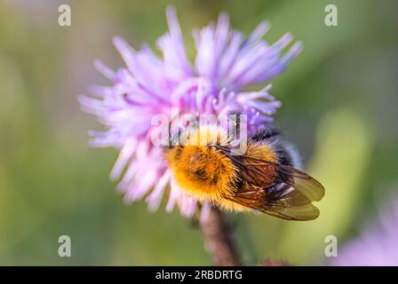 Gros plan d'un bourdon sur une fleur de chardon violet (Bombus terrestris) fleur de chardon-lance recueillant le nectar en été Banque D'Images