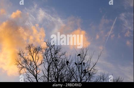 Silhouette de corbeaux sur l'arbre avec fond de ciel de coucher de soleil Banque D'Images