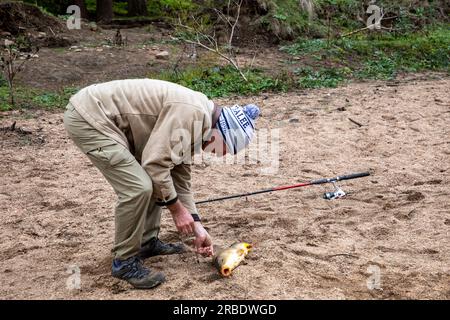 Pêcheur avec une carpe commune capturée sur la rive de la rivière Macquarie près de Bathurst, Nouvelle-Galles du Sud, Australie Banque D'Images