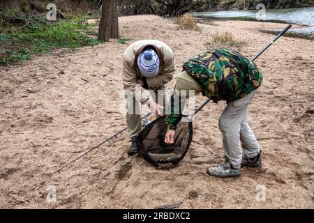 Cyprinus carpio poisson de carpe commune pêché par deux pêcheurs australiens dans la rivière Macquarie, Nouvelle-Galles du Sud, Australie Banque D'Images