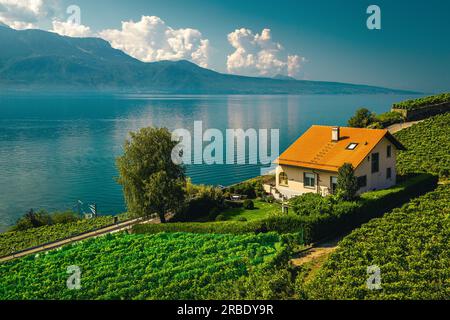 Vignoble en terrasses ordonné et lac Léman en arrière-plan. Plantation de vignes vertes sur la rive du lac, Rivaz, Canton de Vaud, Suisse, Europe Banque D'Images