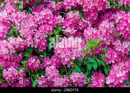 Gros plan des fleurs d'un rhododendron rose Banque D'Images