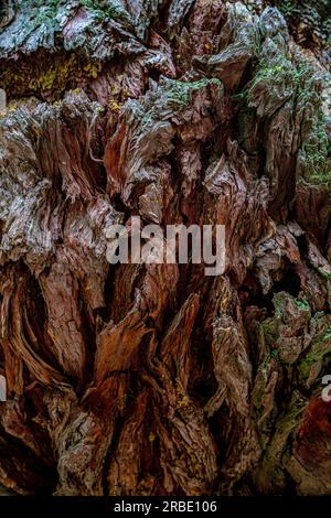 Mousse de lichen sur l'écorce du tronc de Sequoia. Redwood Bark Abstract. Écorce d'un séquoia géant, Sequoia sempervirens, avec un peu de mousse verte dessus - texture ou fond Banque D'Images