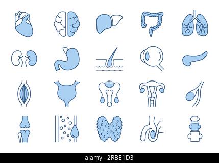 Jeu d'icônes vectorielles associées aux organes internes. Contient des icônes telles que système de reproduction, cerveau, cœur, vaisseau sanguin, poumons, Foie, œil, pancréas, urinaire Illustration de Vecteur