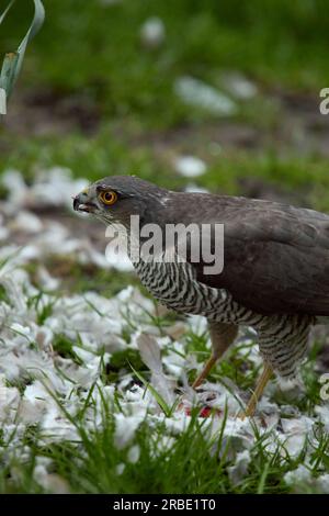 Une femelle Sparrowhawk (Accipiter Nisus) après avoir tué sa proie dans un jardin à Bexley, Kent, Royaume-Uni Banque D'Images