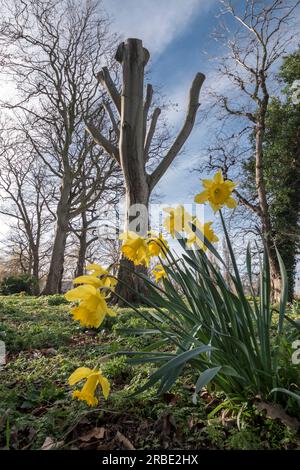 Hêtre taillé dans le parc Pentre Mawr à Abergele North Wales uk Banque D'Images