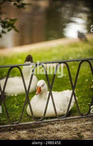 Quelques oies se reposant à l'ombre dans un parc urbain avec un lac Banque D'Images