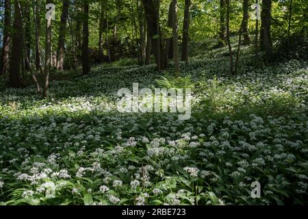 Ramsons des bois Allium ursinum poussant au printemps Banque D'Images