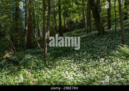 Ramsons des bois Allium ursinum poussant au printemps Banque D'Images