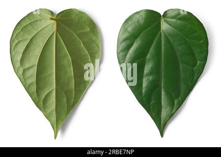 gros plan de feuilles de vigne de bétel, piper betle, plante de grimpeur pérenne indigène de l'asie du sud-est, vigne commercialement importante isolée sur blanc Banque D'Images