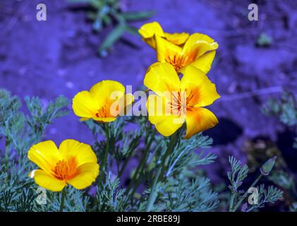 Fleur d'orange pavot de Californie, ou coquelicot doré, coupe d'or. Son nom latin est Eschscholzia californica, originaire des États-Unis et du Mexique. Banque D'Images