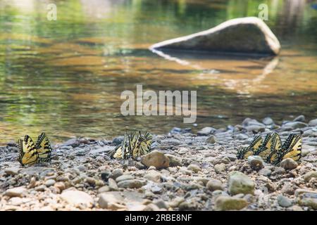 Groupe de papillons de queue d'aronde tigre de l'est dans un environnement de forêt de ruisseau arrière-plans naturels thème copie espace bannière conception Web Banque D'Images