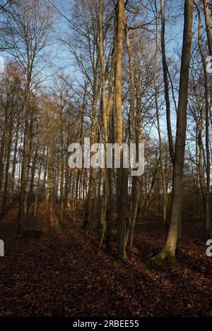 La forêt de Grumsin est un site du patrimoine mondial de l'UNESCO protégeant la forêt de hêtres commune naturelle dans le district d'Uckermark en Allemagne Banque D'Images