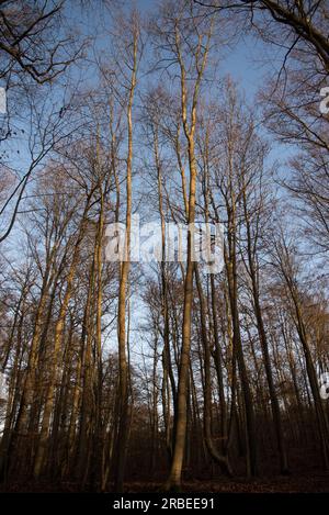 La forêt de Grumsin est un site du patrimoine mondial de l'UNESCO protégeant la forêt de hêtres commune naturelle dans le district d'Uckermark en Allemagne Banque D'Images