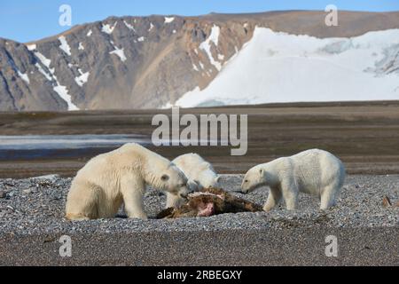 Ours polaires en feinte sur une carcasse de morse dans le Svalbard arctique Banque D'Images